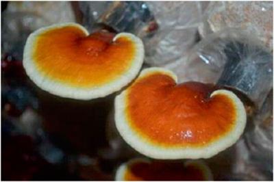 Frontiers Ganoderma lucidum Unutilized natural medicine and